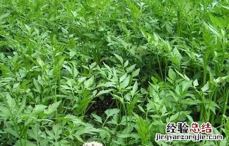 大棚夏季水芹种植技术要点 大棚夏季水芹种植技术