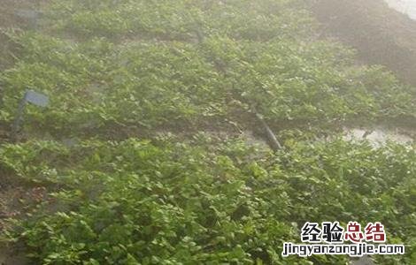 大棚夏季水芹种植技术要点 大棚夏季水芹种植技术
