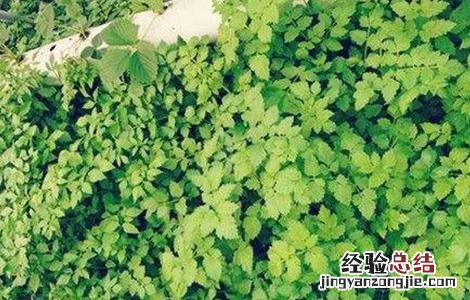 大棚夏季水芹种植技术要点 大棚夏季水芹种植技术
