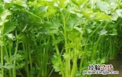 大棚夏季水芹种植技术要点 大棚夏季水芹种植技术