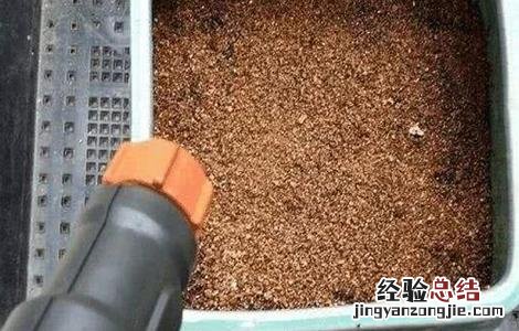 冰菜种子多少钱一斤 冰菜种子多少钱一克