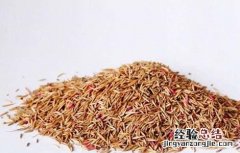 冰菜种子多少钱一斤 冰菜种子多少钱一克
