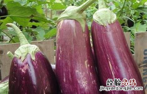 茄子的贮藏方法 茄子的贮藏方法有哪些
