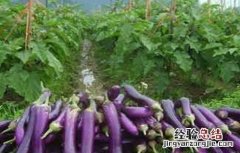 茄子的贮藏方法 茄子的贮藏方法有哪些