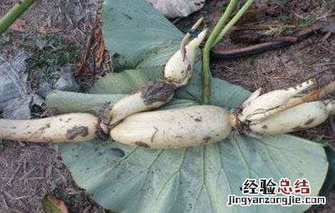 莲藕保鲜的方法是什么 莲藕保鲜的方法