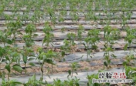 辣椒死苗原因及预防措施 辣椒死苗原因及预防措施有哪些