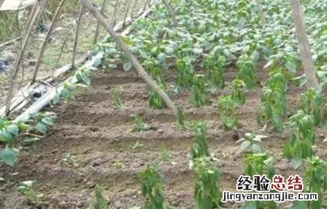辣椒死苗原因及预防措施 辣椒死苗原因及预防措施有哪些