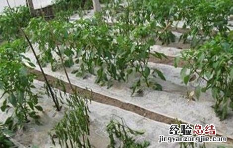 辣椒死苗原因及预防措施 辣椒死苗原因及预防措施有哪些