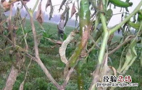 辣椒死苗原因及预防措施 辣椒死苗原因及预防措施有哪些