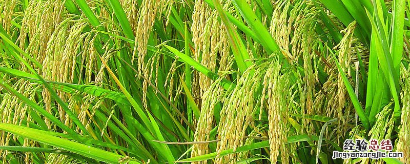 水稻矮缩病缺什么元素 水稻矮缩病是什么原因引起的?