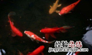 叫莽子的鱼 为什么莽子是网红鱼