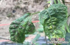 豆角叶子卷 豆角卷叶是什么原因