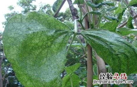 豆角叶子卷 豆角卷叶是什么原因