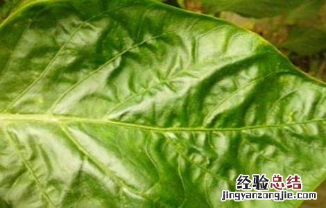 豆角叶子卷 豆角卷叶是什么原因