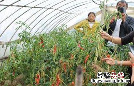 大棚蔬菜主要虫害的防治技术 大棚蔬菜的病虫害防治措施
