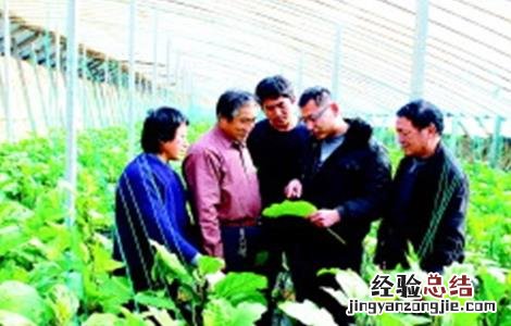 大棚蔬菜主要虫害的防治技术 大棚蔬菜的病虫害防治措施