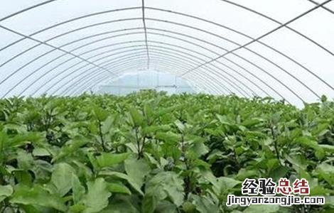大棚蔬菜主要虫害的防治技术 大棚蔬菜的病虫害防治措施