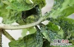 大棚蔬菜主要虫害的防治技术 大棚蔬菜的病虫害防治措施