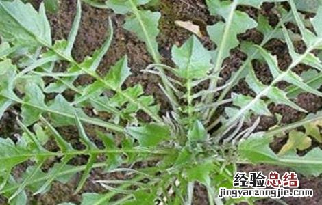 八月适合种植什么蔬菜 八月适合种植的蔬菜有哪些