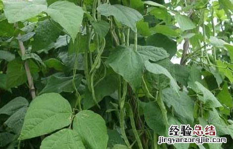 八月适合种植什么蔬菜 八月适合种植的蔬菜有哪些