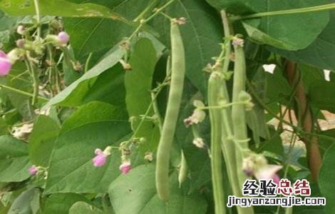 八月适合种植什么蔬菜 八月适合种植的蔬菜有哪些