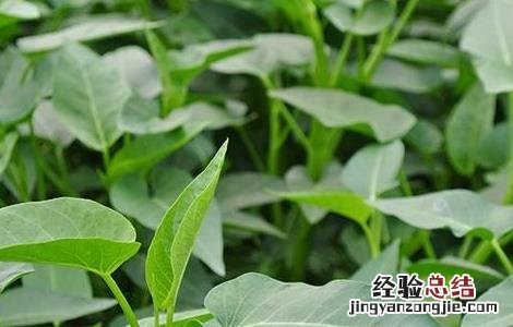 八月适合种植什么蔬菜 八月适合种植的蔬菜有哪些
