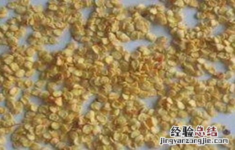 辣椒种子催芽方法及注意事项有哪些 辣椒种子催芽方法及注意事项