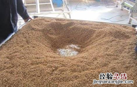 辣椒种子催芽方法及注意事项有哪些 辣椒种子催芽方法及注意事项