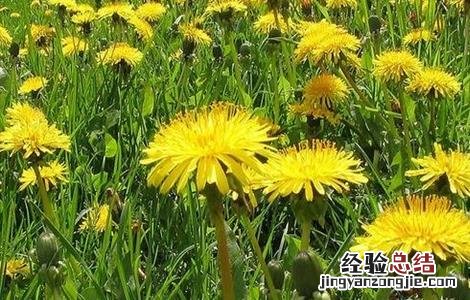 蒲公英种植方法和时间 蒲公英种植方法和时间视频