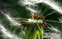 蒲公英种植方法和时间 蒲公英种植方法和时间视频