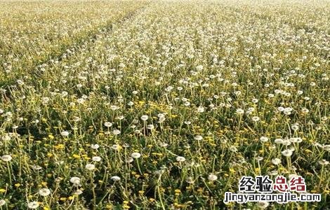 蒲公英种植方法和时间 蒲公英种植方法和时间视频