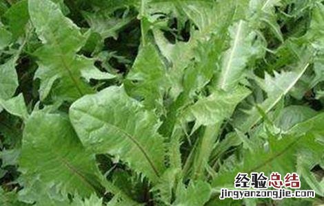 蒲公英种植方法和时间 蒲公英种植方法和时间视频