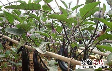 茄子盛夏期追肥注意事项 给茄子施肥的方法及注意事项