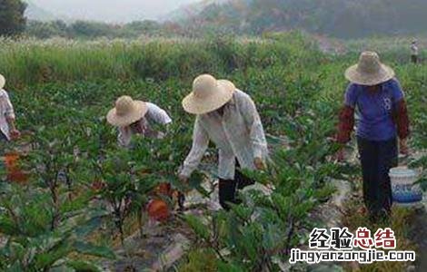 茄子盛夏期追肥注意事项 给茄子施肥的方法及注意事项