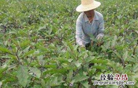 茄子盛夏期追肥注意事项 给茄子施肥的方法及注意事项