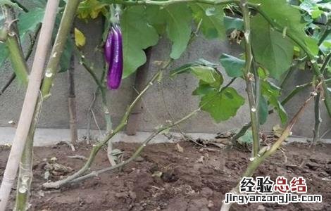 茄子盛夏期追肥注意事项 给茄子施肥的方法及注意事项