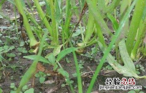 空心菜根肿病 空心菜茎基肿大原因及防治方法