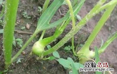 空心菜根肿病 空心菜茎基肿大原因及防治方法