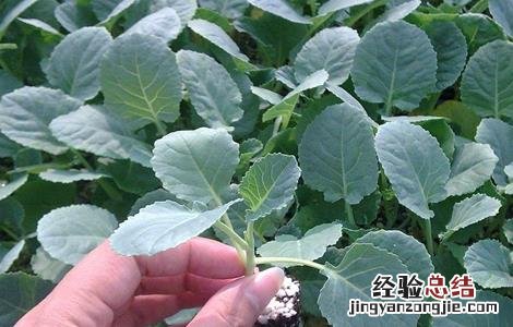 西兰花种植管理技术露天病虫害图片 西兰花种植管理技术