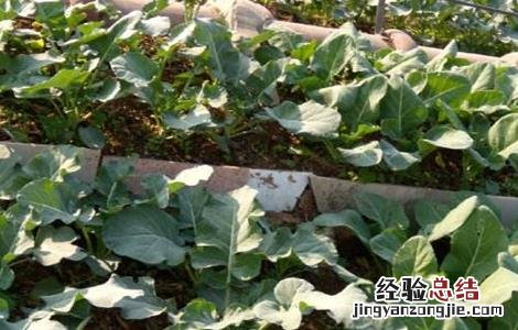 西兰花种植管理技术露天病虫害图片 西兰花种植管理技术