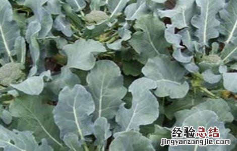 西兰花种植管理技术露天病虫害图片 西兰花种植管理技术
