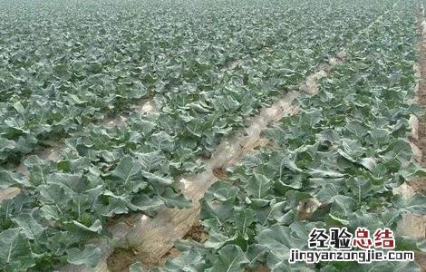 西兰花种植管理技术露天病虫害图片 西兰花种植管理技术