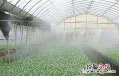 大棚蔬菜的浇水方式 大棚蔬菜夏季浇水方法