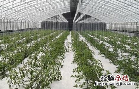 大棚蔬菜的浇水方式 大棚蔬菜夏季浇水方法