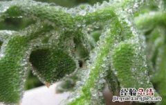 冰菜的种植管理与采收 冰菜的田间管理要点