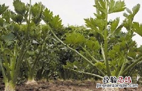 根芹高产种植管理技术 根芹高产种植管理技术视频