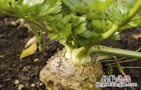 根芹高产种植管理技术 根芹高产种植管理技术视频