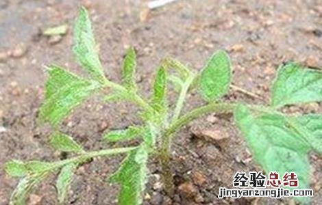 西红柿为什么不适宜多次分苗种 西红柿为什么不适宜多次分苗