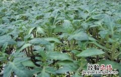 西红柿为什么不适宜多次分苗种 西红柿为什么不适宜多次分苗