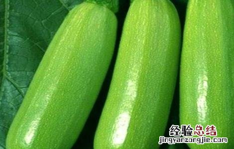 大棚西葫芦的管理技术 大棚西葫芦的管理技术要点